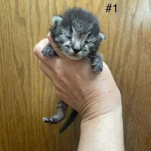 Cleo thumbnail 2