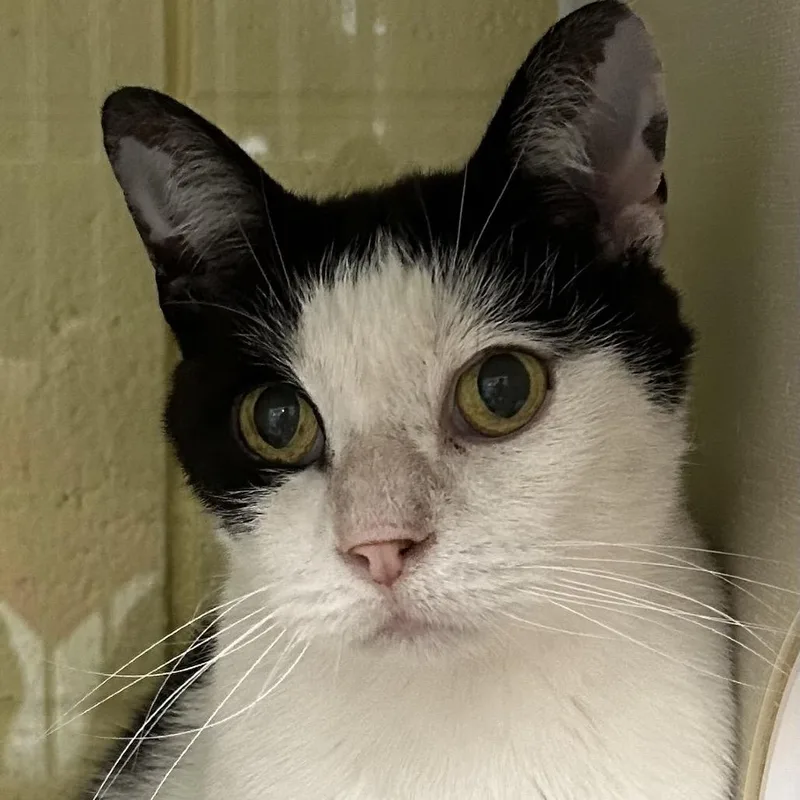 A senior medium-sized male Black Domestic Short Hair cat named Malcom for adoption in West Olive, MI