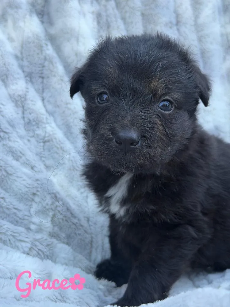 A baby large-sized female Brown / Chocolate German Shepherd Dog dog named Grace for adoption in Pleasant Hill, CA