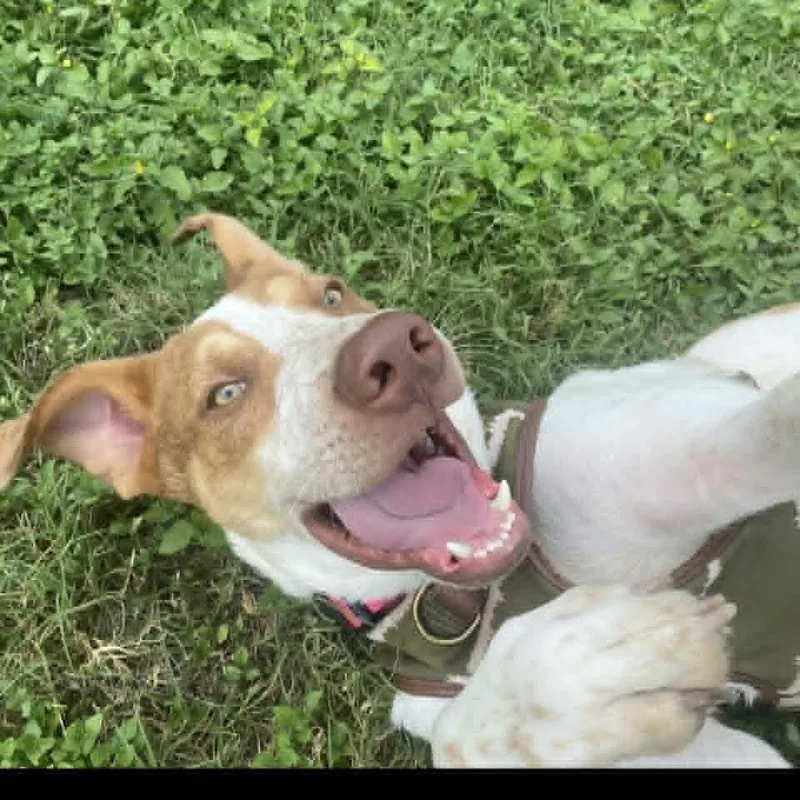 A young medium-sized male White / Cream Hound dog named Boris PF for adoption in Austin, TX
