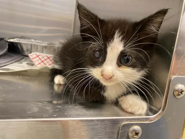 A baby small-sized female Domestic Short Hair cat named Photon for adoption in Tustin, CA