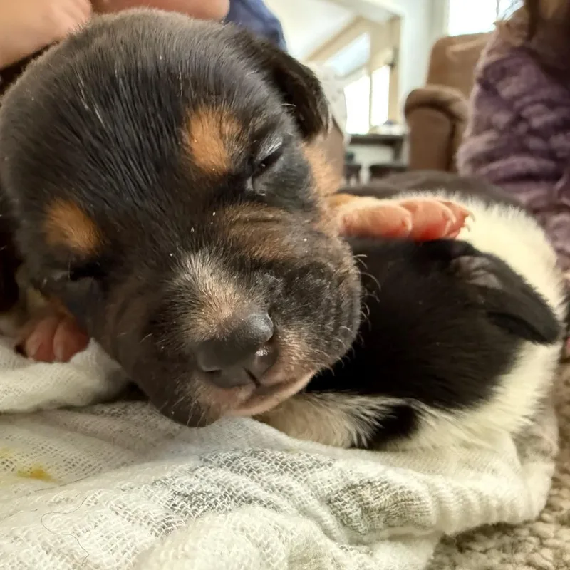 A baby small-sized female Rhodesian Ridgeback dog named Willow for adoption in Parker, CO