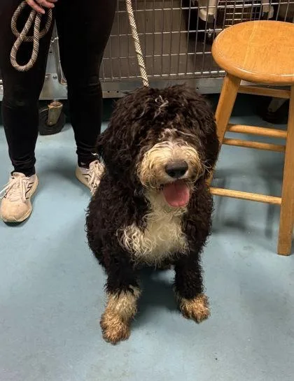 A young medium-sized male Mixed Breed dog named Doodle Bob for adoption in Hobart, IN