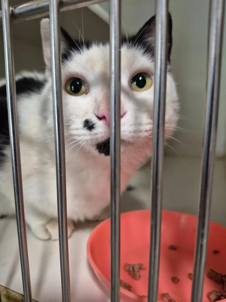 A young medium-sized female Domestic Short Hair cat named Dixie for adoption in Thompson Falls, MT