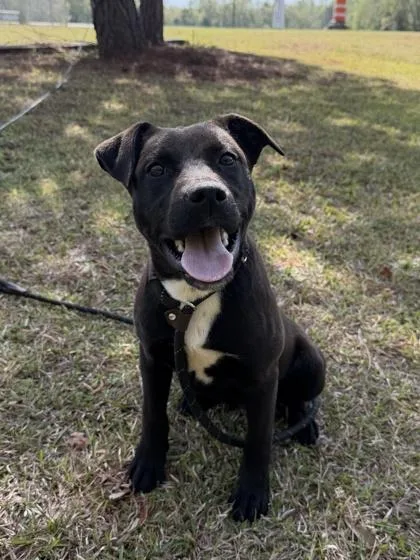 A young medium-sized male Retriever dog named Boots for adoption in Barnesville, GA