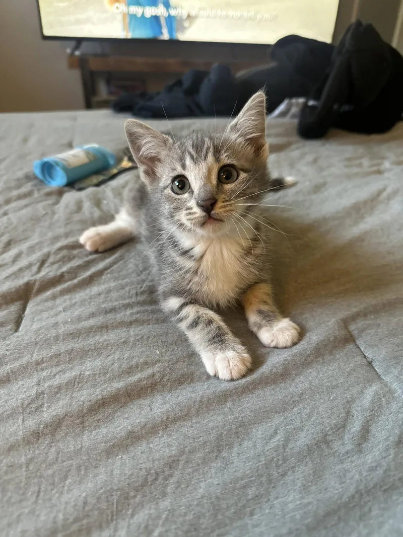 A baby medium-sized female Tabby cat named Ellie for adoption in Napa, CA