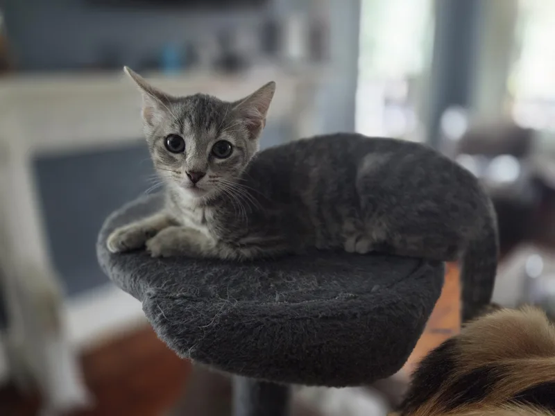 A baby medium-sized female Tabby (Buff / Tan / Fawn) Domestic Short Hair cat named Bertha for adoption in Kenhorst, PA