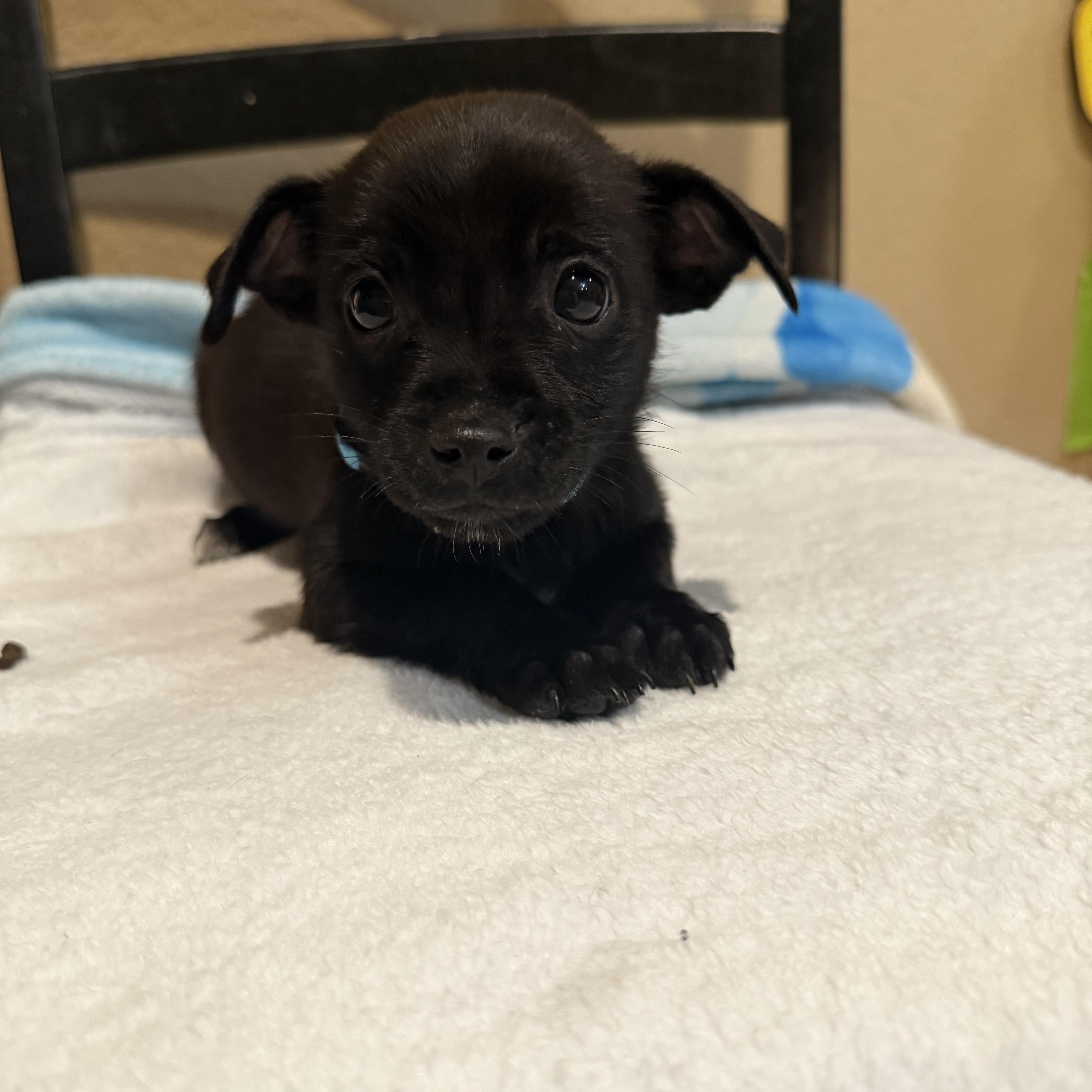 A baby small-sized male Black Chihuahua dog named Sebastian for adoption in Brentwood, CA