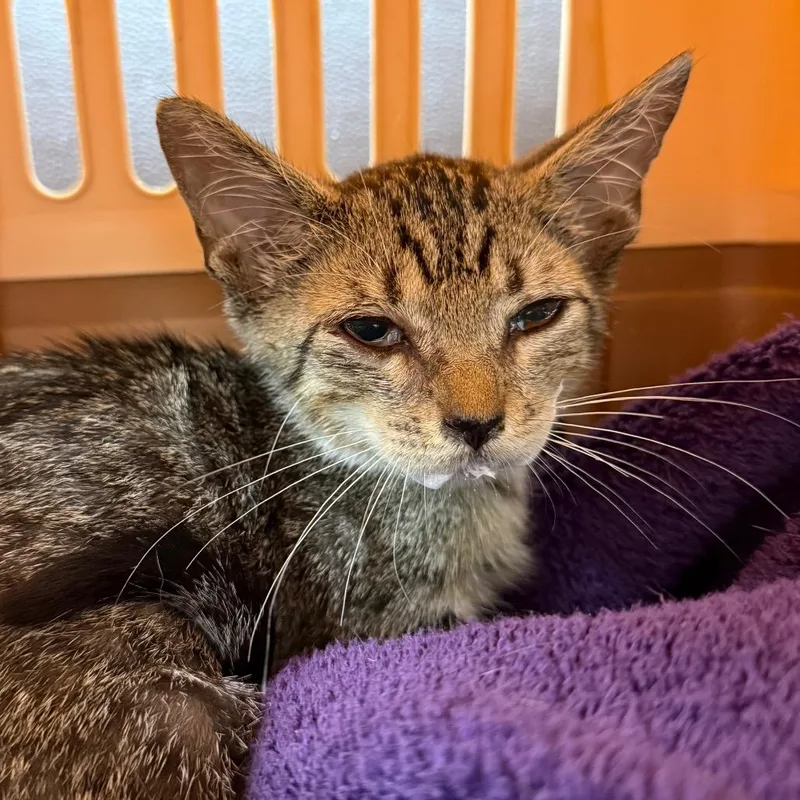 A baby small-sized male Brown / Chocolate Domestic Short Hair cat named Boca for adoption in Hamburg, NY