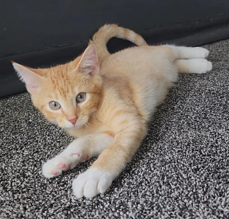 A baby medium-sized male Tabby (Orange / Red) Tabby cat named Mojito for adoption in Parkville, MO
