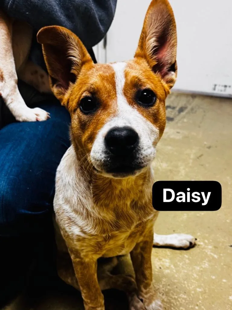 Daisy