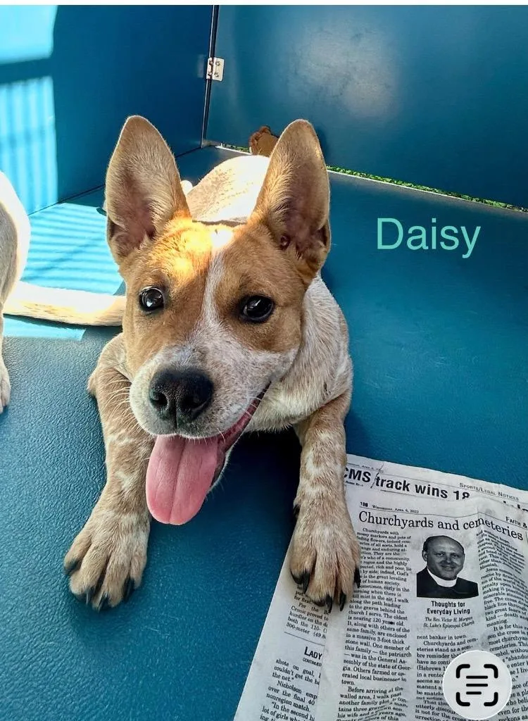 Daisy thumbnail 3