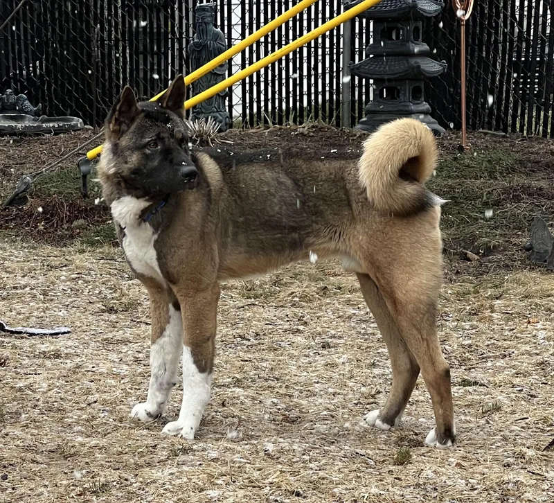 Quincy Aka Quinn thumbnail 4