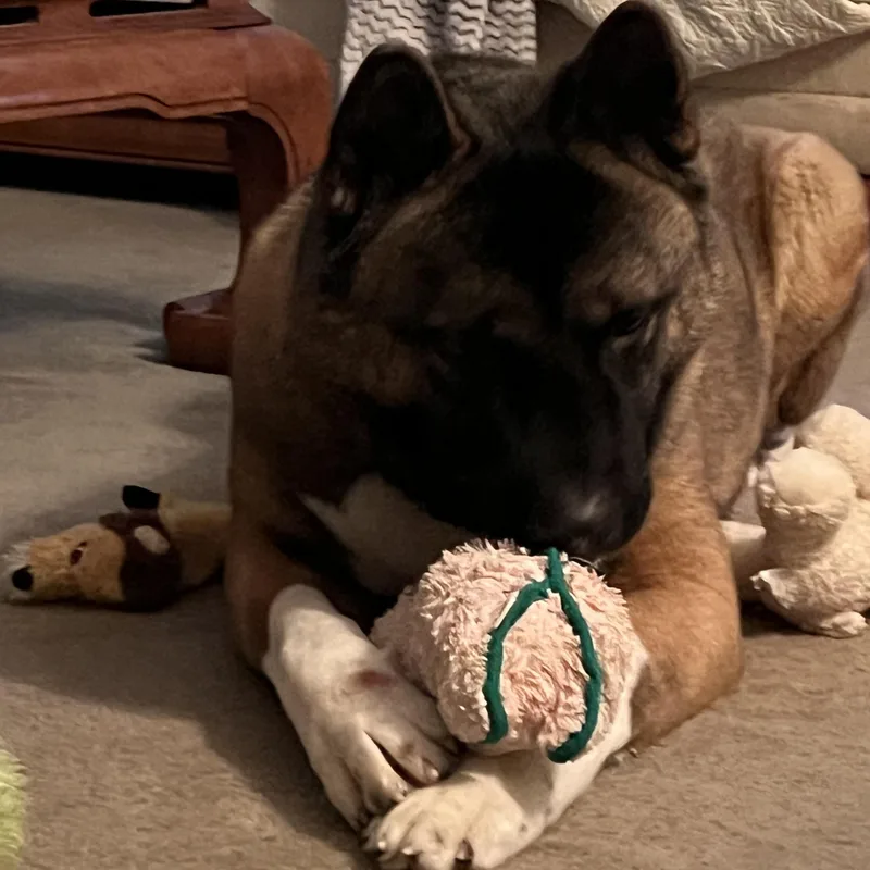 Quincy Aka Quinn thumbnail 5