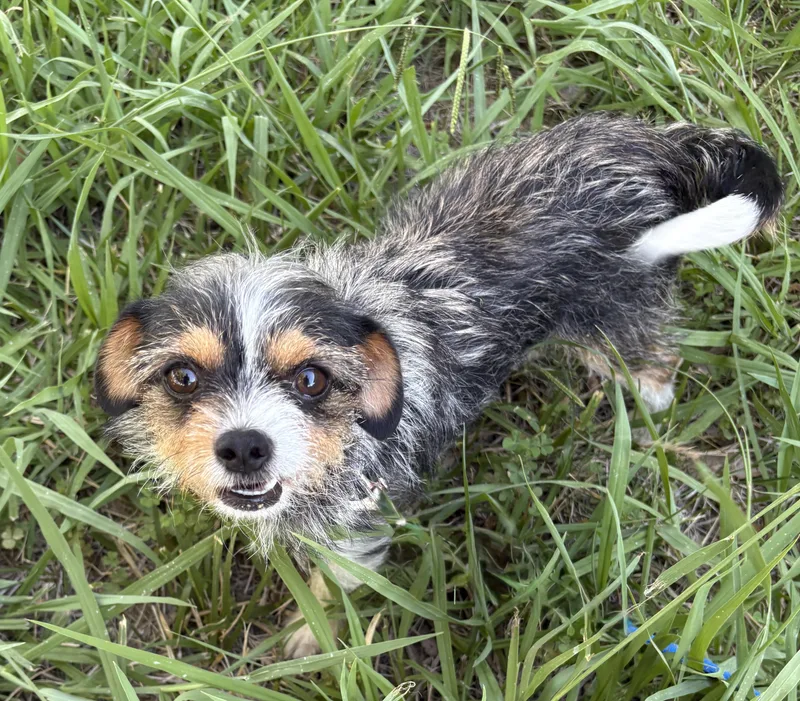 An adult small-sized female Tricolor (Brown, Black, & White) Yorkshire Terrier dog named Terri for adoption in Red Bluff, CA