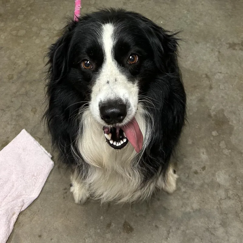An adult medium-sized male Black Australian Shepherd dog named Sammy for adoption in Ottawa, KS