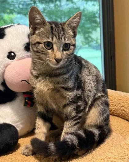 A young small-sized female Gray / Blue / Silver Domestic Short Hair cat named Waltz for adoption in Midland, VA