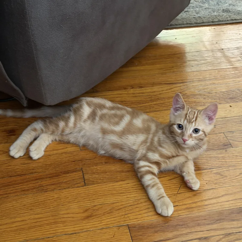A baby medium-sized male Orange & White Domestic Short Hair cat named Cheeto for adoption in Salt Point, NY