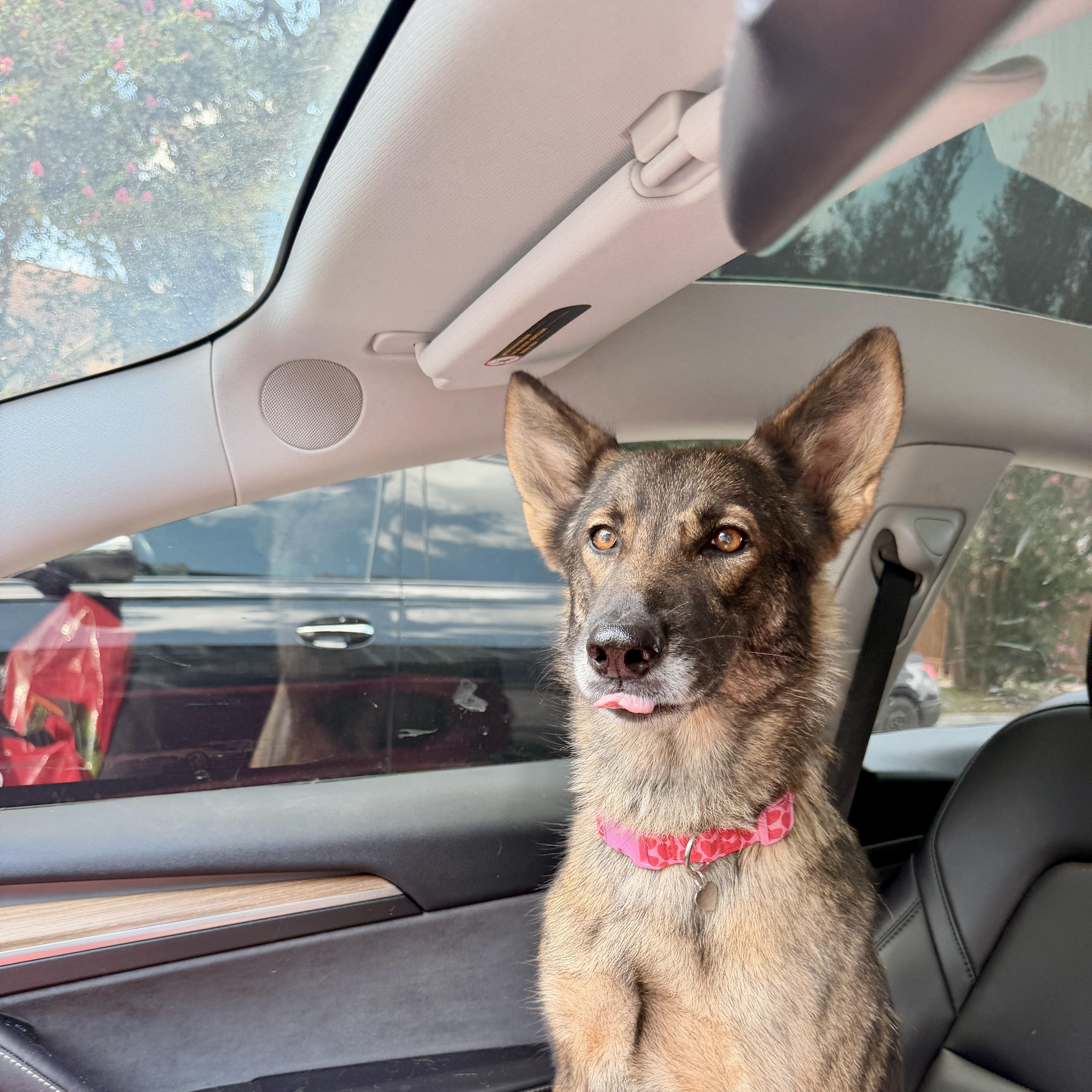 An adult medium-sized female Brown / Chocolate German Shepherd Dog dog named Zara for adoption in Houston, AZ