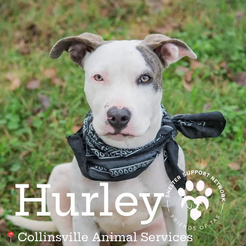 A young medium-sized male White / Cream American Staffordshire Terrier dog named Hurley for adoption in Collinsville, OK
