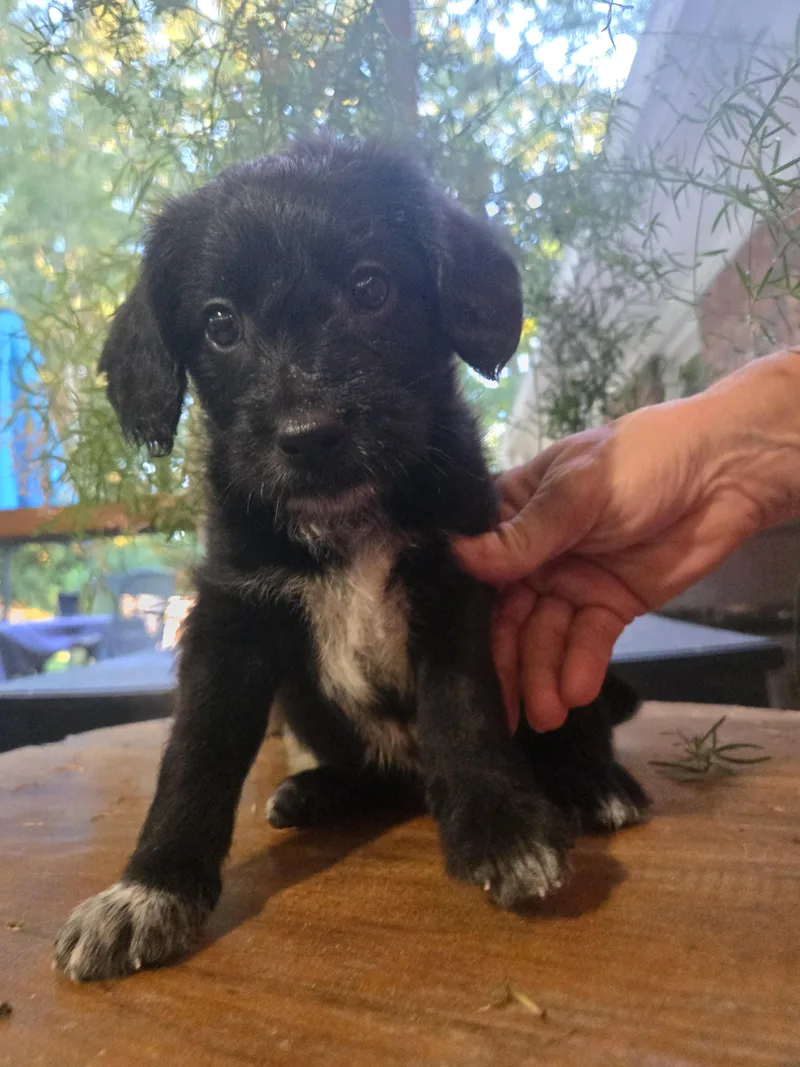 A baby medium-sized male Labradoodle dog named Chubb for adoption in Cumming, GA
