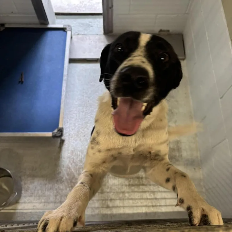 A young medium-sized male Black Shepherd dog named Cooper for adoption in Bastrop, TX