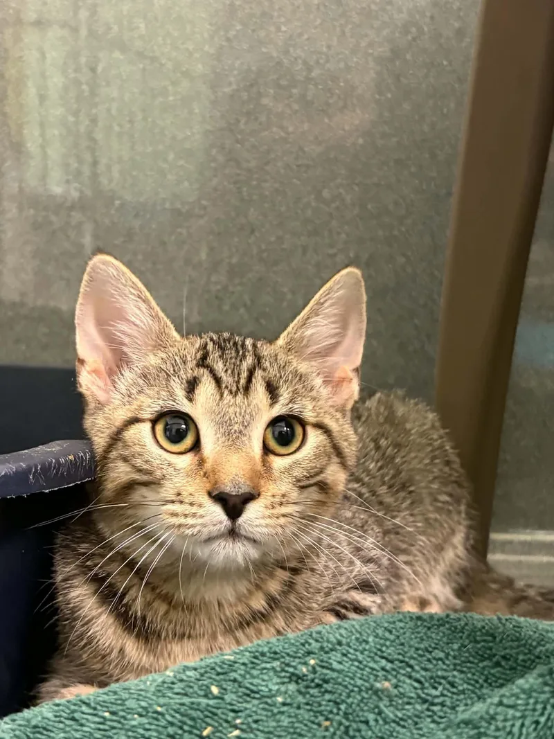 A young small-sized male Tabby (Brown / Chocolate) Domestic Short Hair cat named Wonton for adoption in Paris, ME