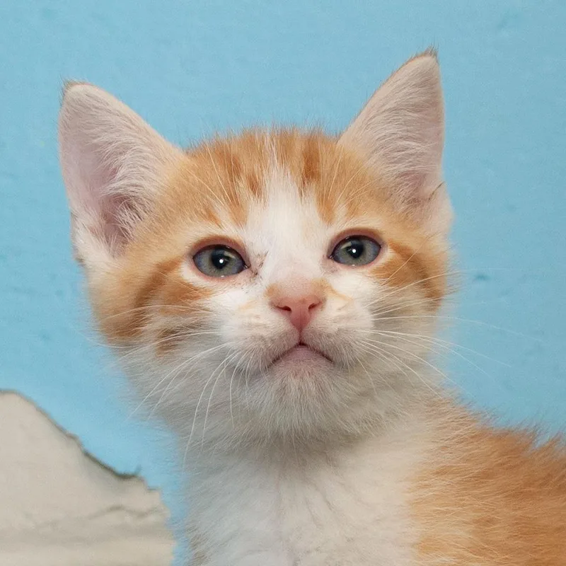 A baby small-sized male Domestic Medium Hair cat named Mango for adoption in Troy, OH