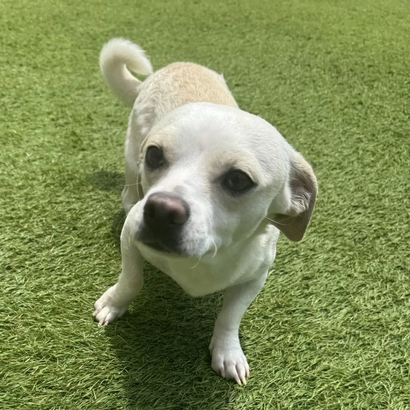 An adult small-sized female White / Cream Chihuahua dog named Teresita for adoption in Sugar Land, TX