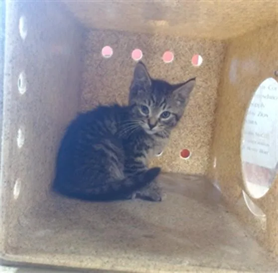 A baby small-sized male Domestic Short Hair cat named Blue Shed for adoption in Louisville, KY