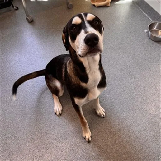 A young large-sized male Great Dane dog named Loki for adoption in Toledo, OH