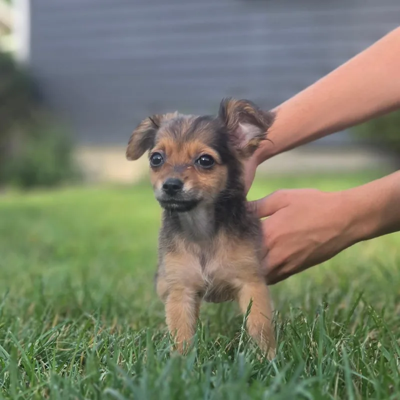 A baby small-sized female Brown / Chocolate Chihuahua dog named Allie for adoption in Alma, WI