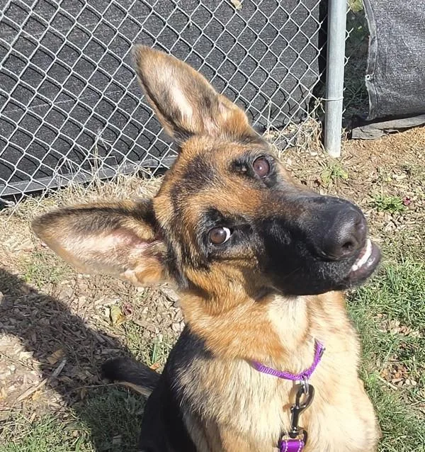 An adult large-sized female German Shepherd Dog dog named Vivian for adoption in Salem, OR