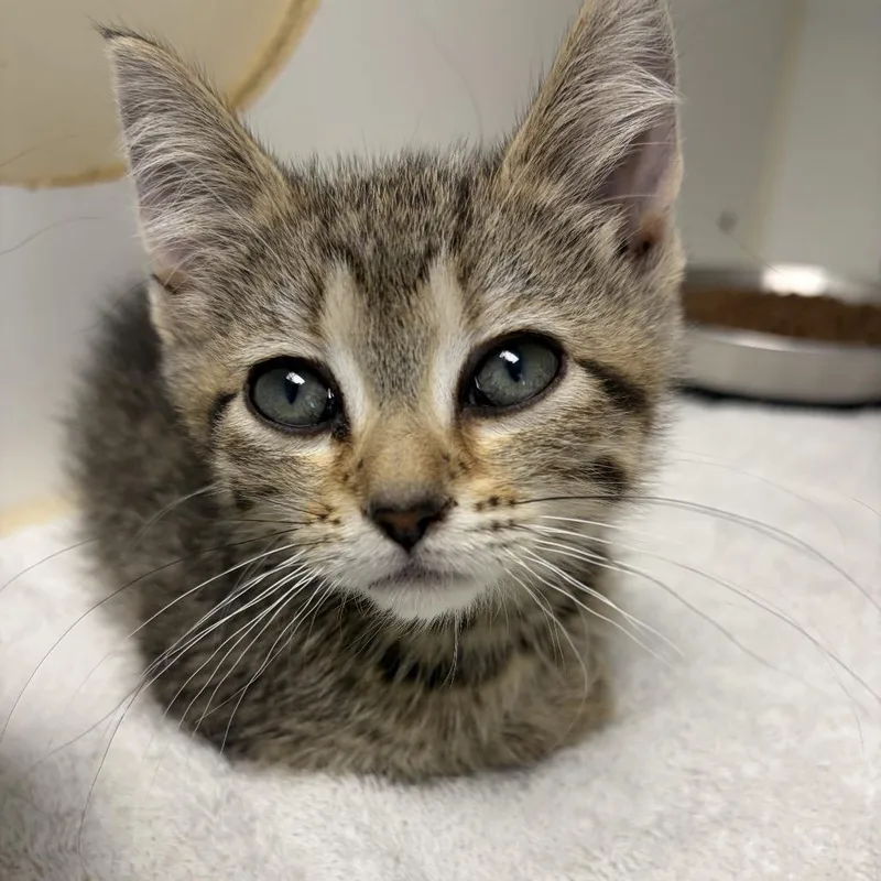 A baby small-sized female Brown / Chocolate Domestic Short Hair cat named Honey for adoption in Naperville, IL