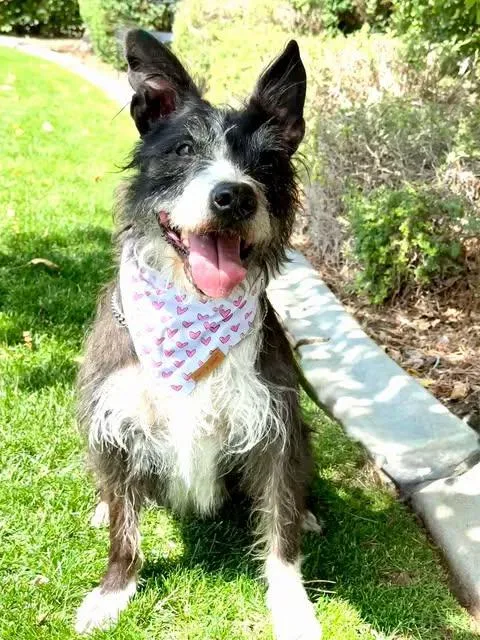 Rosie