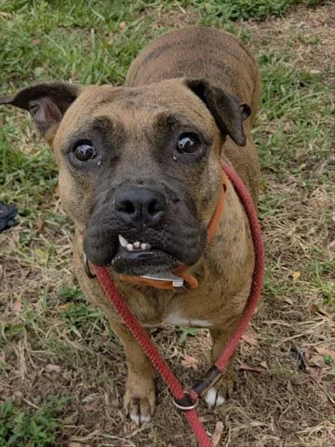 An adult large-sized female American Staffordshire Terrier dog named Meryl for adoption in Fort Lauderdale, FL