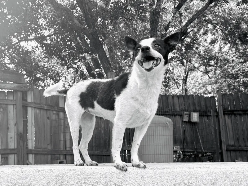 An adult small-sized female Black Rat Terrier dog named Dumpling for adoption in Round Rock, TX