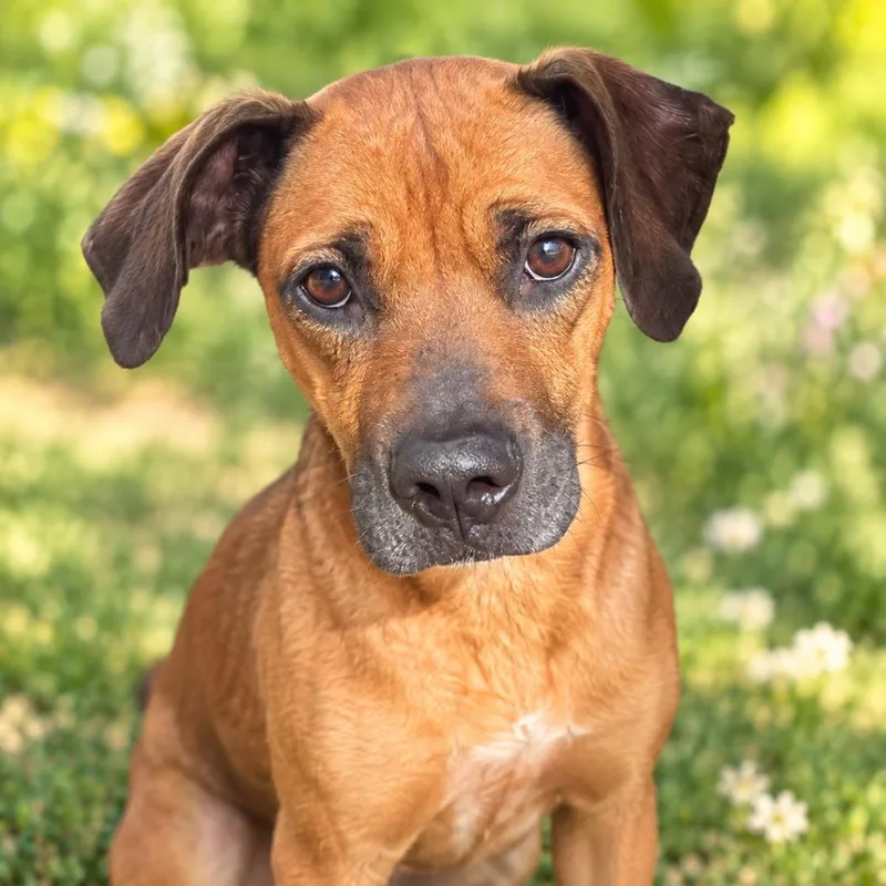 An adult medium-sized female Red / Chestnut / Orange Coonhound dog named Alana for adoption in East Saint Louis, IL