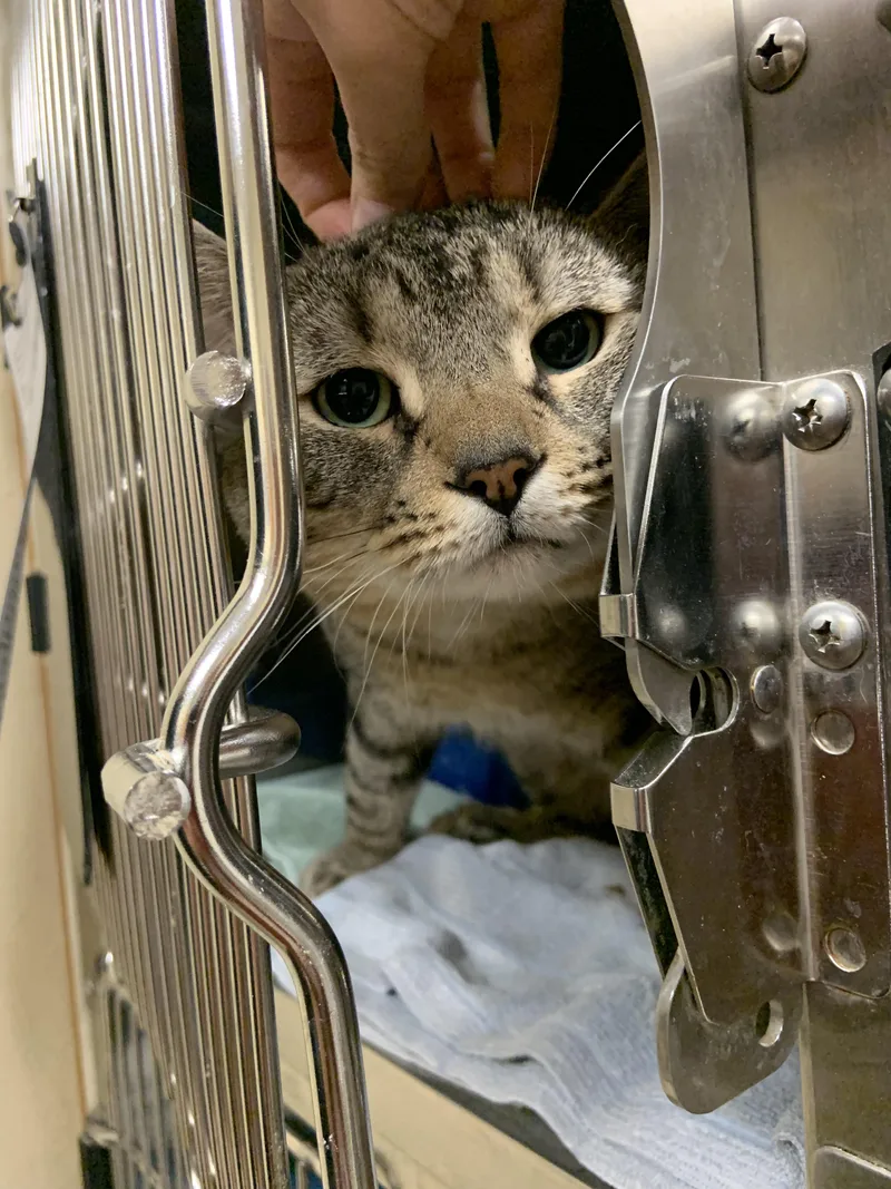 A young medium-sized male Tabby (Brown / Chocolate) Domestic Short Hair cat named Luke for adoption in Worcester, MA