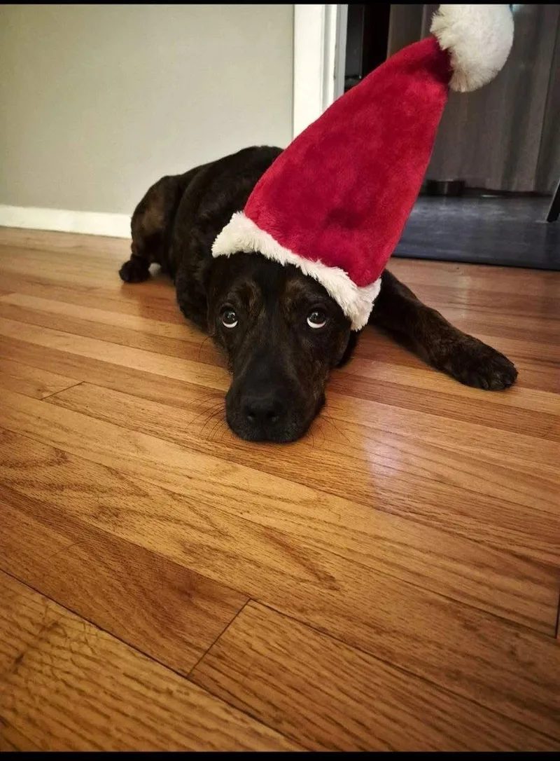 Daquillo thumbnail 2