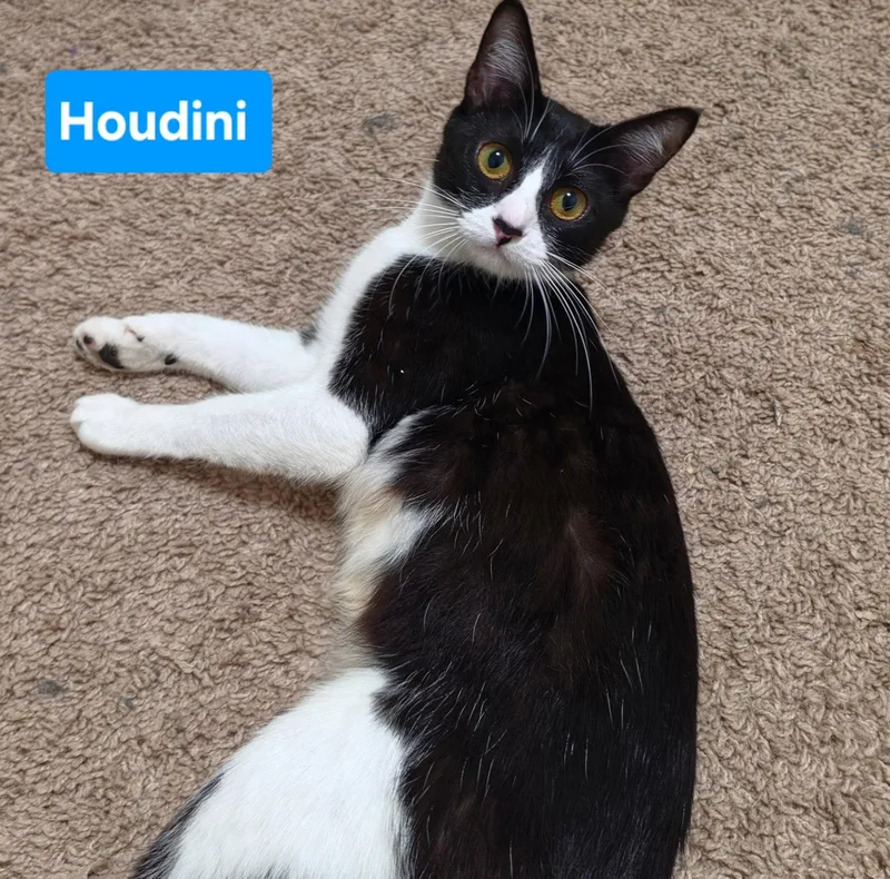 An adult medium-sized female Domestic Short Hair cat named Houdini for adoption in Mesquite, TX