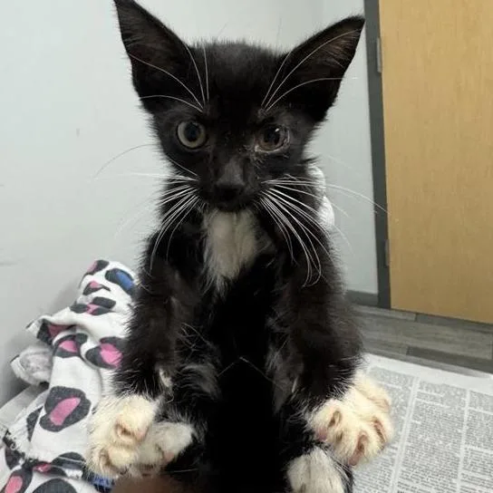 A baby small-sized male Black Domestic Short Hair cat named Hex for adoption in Jacksonville, FL