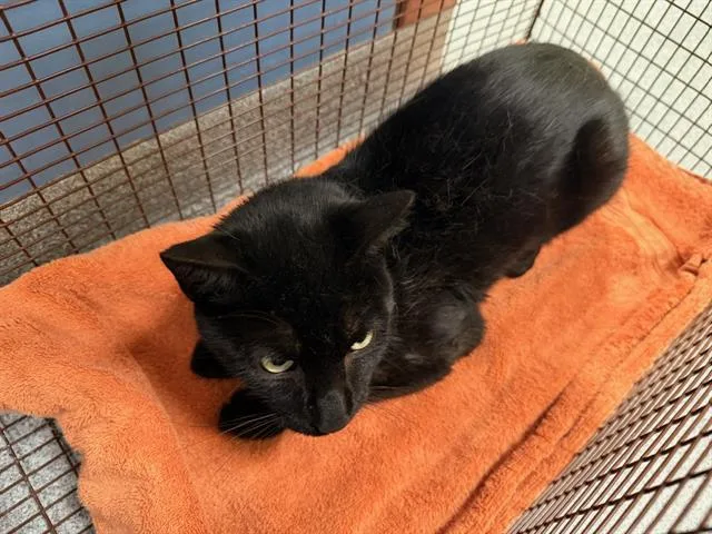 A young small-sized male Domestic Short Hair cat named Creed for adoption in Tustin, CA