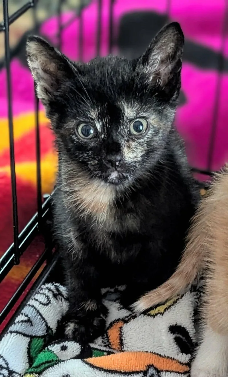 A baby medium-sized female Tortoiseshell Domestic Short Hair cat named Xena for adoption in Fort Payne, AL