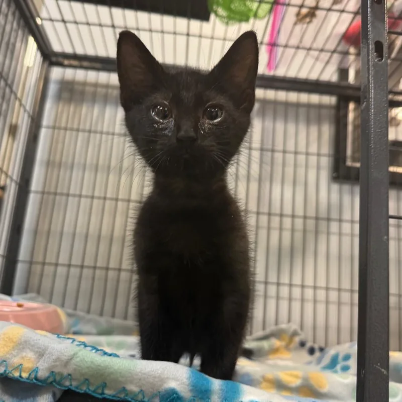 A baby small-sized male Black Domestic Short Hair cat named Lucky for adoption in Columbus, GA