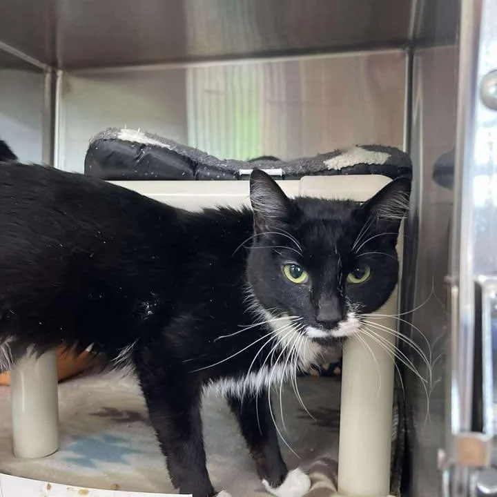 An adult medium-sized female Black & White / Tuxedo Domestic Short Hair cat named Primrose for adoption in Winthrop, ME