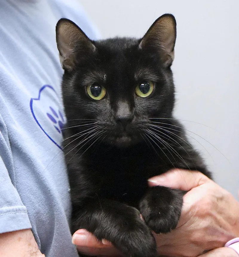 A young medium-sized female Black Domestic Short Hair cat named Cassie for adoption in Kansas City, KS
