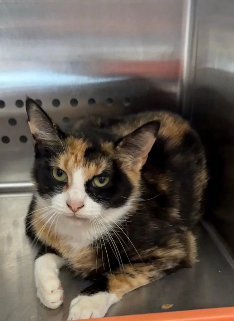 A young medium-sized female Domestic Short Hair cat named Java for adoption in Columbia, TN