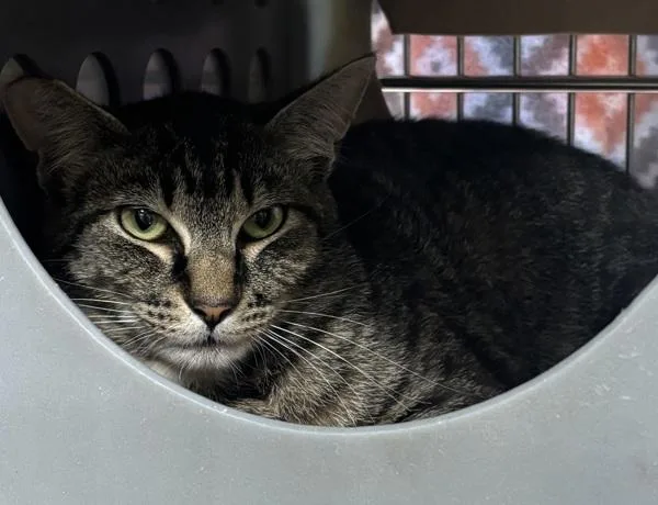 A young medium-sized male Domestic Short Hair cat named Sammy for adoption in Vancouver, WA