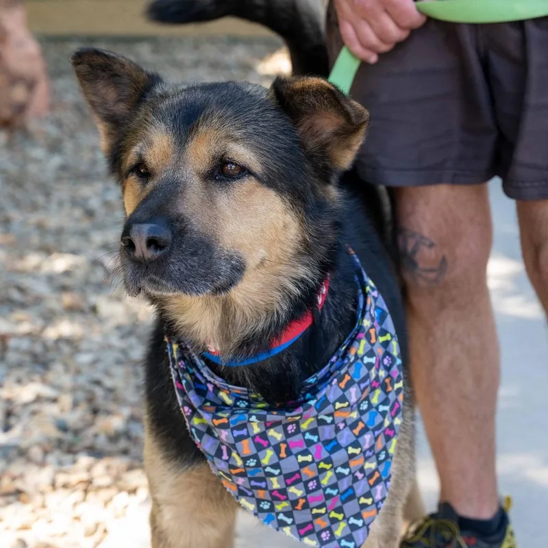 An adult large-sized male Black German Shepherd Dog dog named Kevin for adoption in Albuquerque, NM